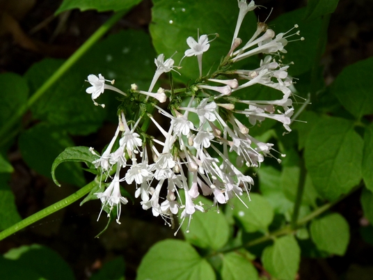 {Valeriana pauciflora}